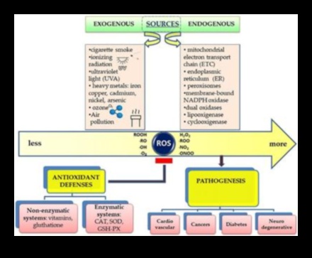Beyond Free Radicals: Exploring the World of Antioxidant Defense