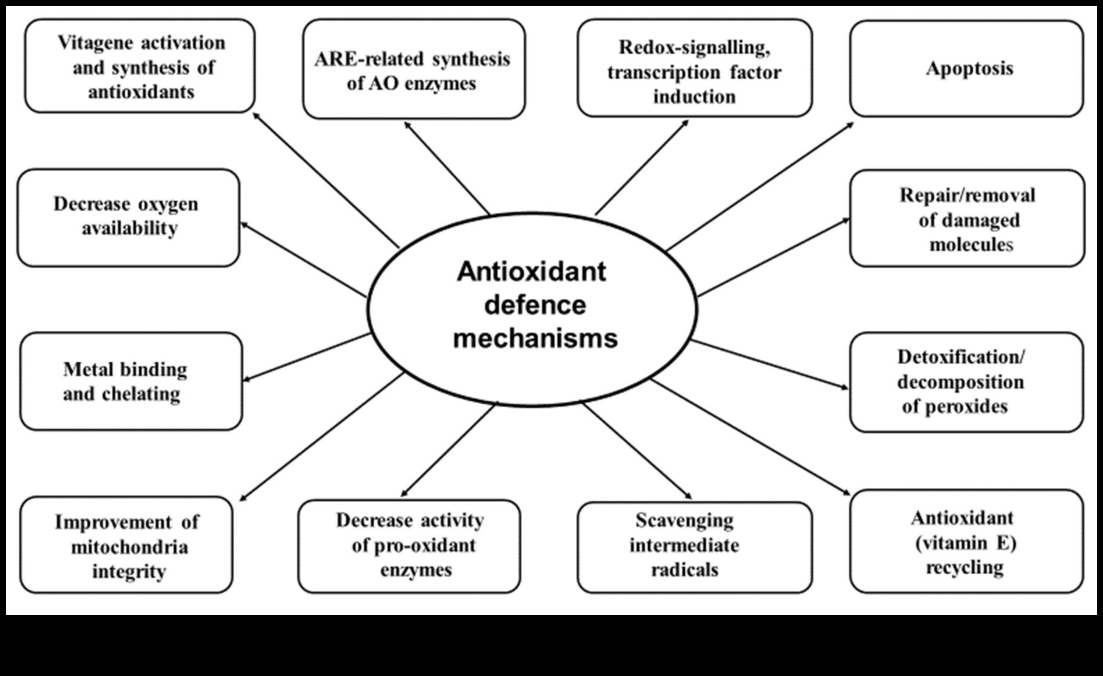 Beyond Free Radicals: Exploring the World of Antioxidant Defense