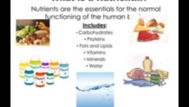 Μάστορας μακροθρεπτικών συστατικών: Πλοήγηση στον κόσμο των βασικών θρεπτικών συστατικών