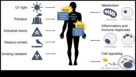 Beyond Free Radicals: Exploring the World of Antioxidant Defense