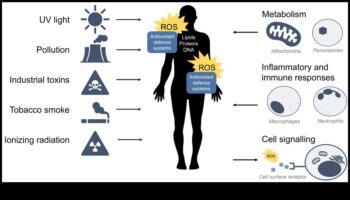 Beyond Free Radicals: Exploring the World of Antioxidant Defense