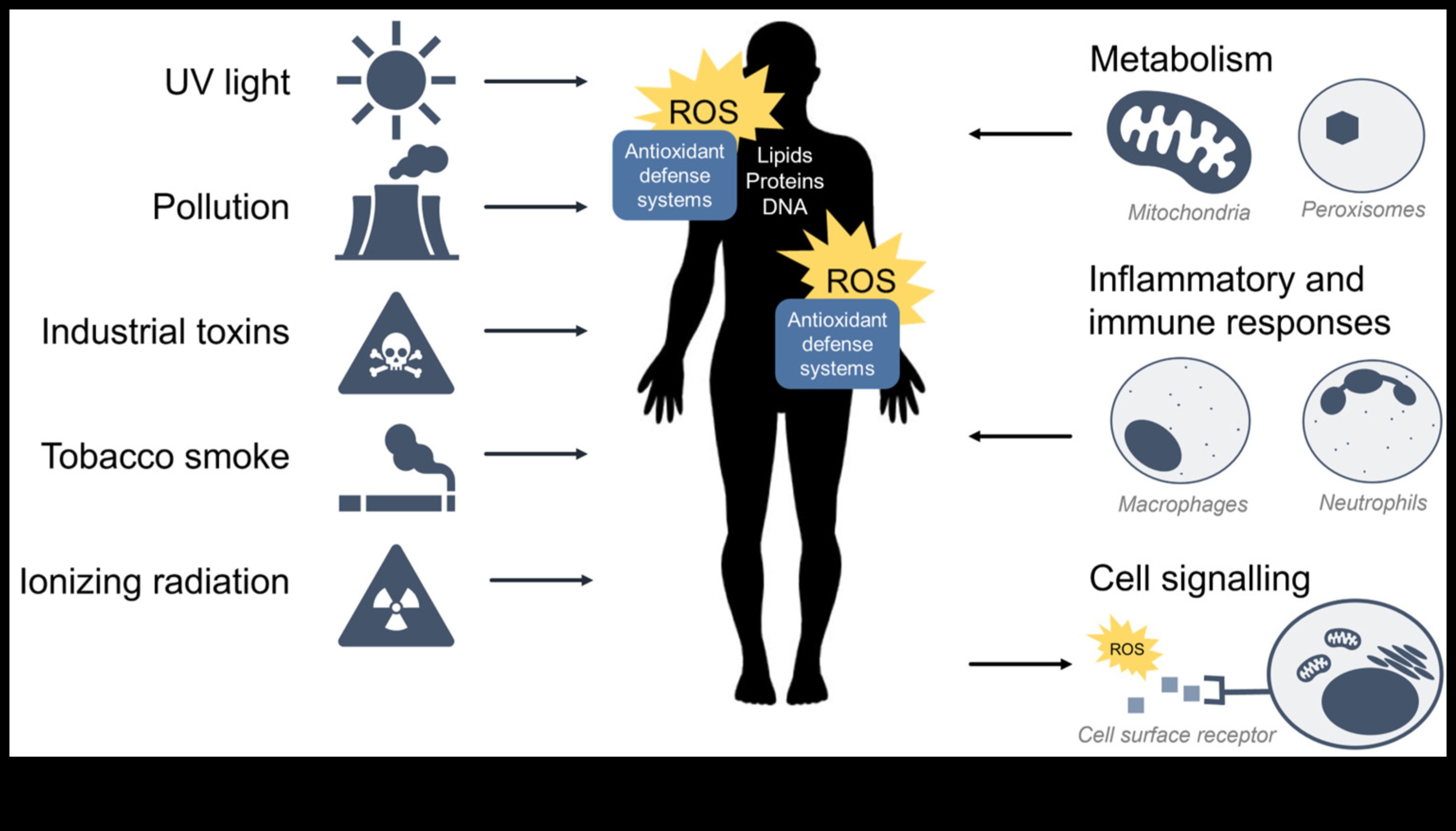 Beyond Free Radicals: Exploring the World of Antioxidant Defense